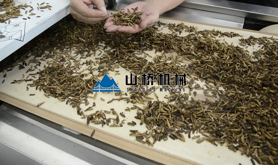 黃粉蟲微波殺菌機(圖2) 黃粉蟲微波殺菌機(圖2)